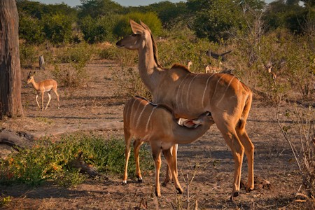 A mother kudu nursing  her young
