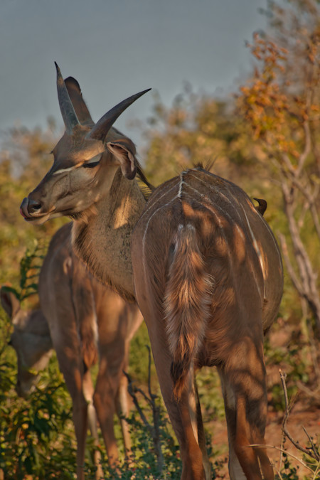 Kudu grazing in the dry grass