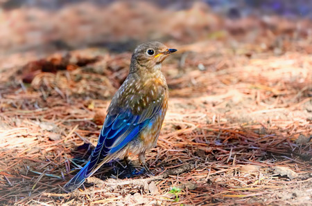 Bird bathed in beautiful light