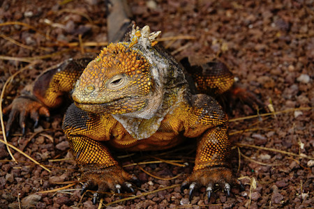 Animal, Animals, Beautiful, Iguana, Photography, Reptile, Travels, Wild life, Wildlife