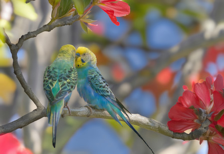 Budgie friendship