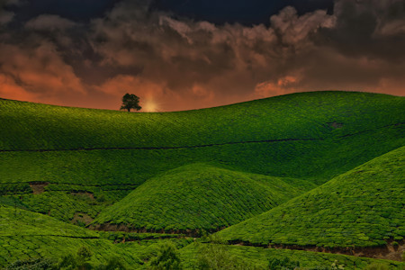 undulating hills of a tea plantation
