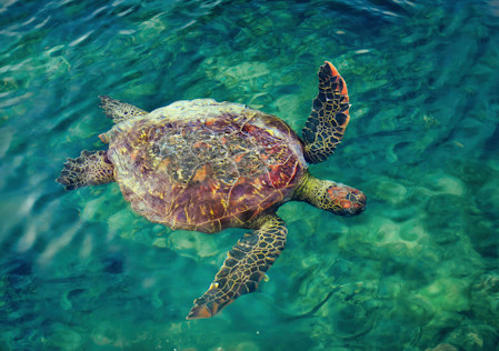 Galapagos sea turtle