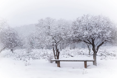 A park turned white after a snow storm