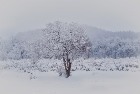 Beautiful, Landscape, Landscapes, Nature, Park, Photography, Scenery, Scenic, Season, Seasons, Snow, Tree, View, Views, White, Winter