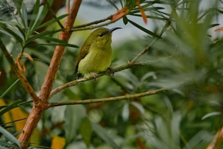 Animal, Animals, Bird, Green, Nature, Tree, Wild life, Wildlife