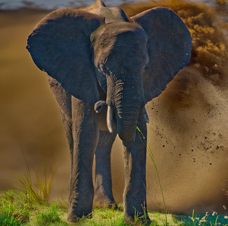 An adult African elephant in the forefront with others having a sand bath in the background