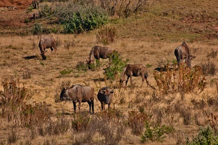 A herd of wildebeest grazing in the dry landscape