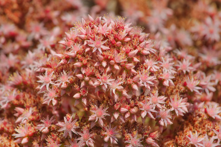 Beautiful, Buds, Flower, Flowers, Nature, Photography, Pink, Plant