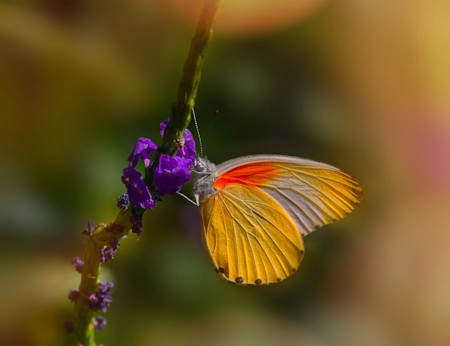 A yellow butterfly on a flower