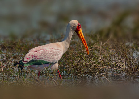 A graceful bird in marsh habitat