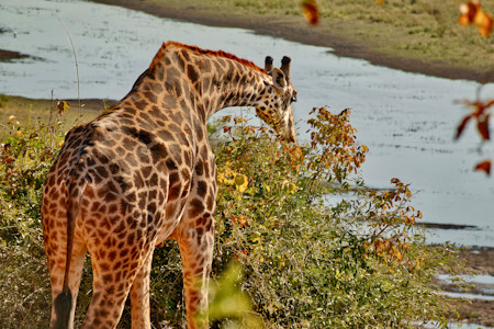 Beautiful giraffe grazing on autumn leaves by water