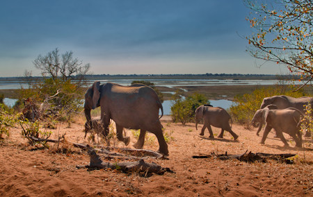 Elephants making their way to the water