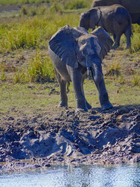 A young elephant cooling off in the mud and water
