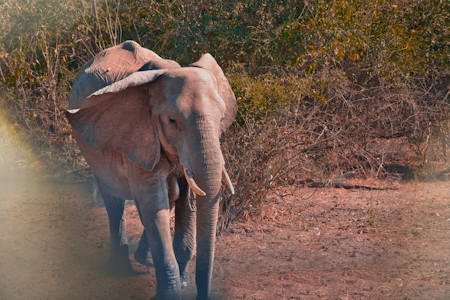 An adult African elephant in the wilderness