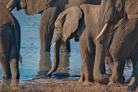 A young African elephant surrounded by adults at the watering hole
