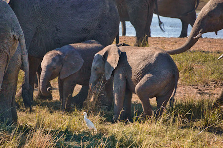 Two young African elephants surrounded by the herd