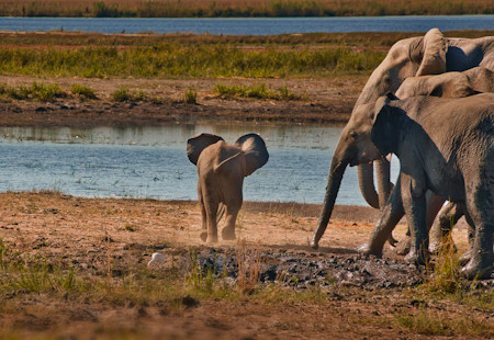 A young elephant racing ahead to the water followed by the herd