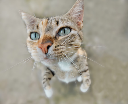 A curious cat with beautiful large eyes