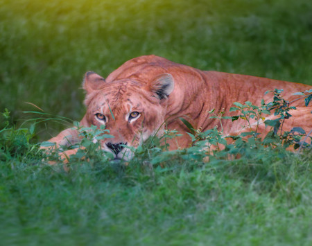 A liger (a crossbreed between a male lion and a female tiger) lying low in green grass
