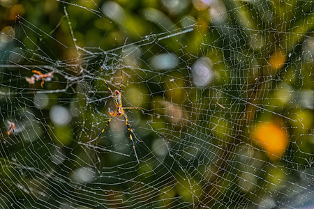 A web against a background filled with different patterns and colors.