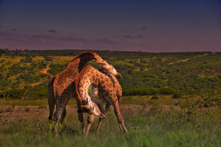 Male giraffes swing their long, heavy necks and use the bony horns on their heads to strike each other.