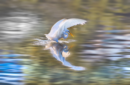 A Great Egret with pure white plumage, an S-curved neck, and a bright yellow-orange bill