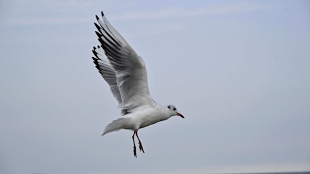 Animal, Beak, Bird, Flying, Flying bird, Seagull, Sky, Waterfowl