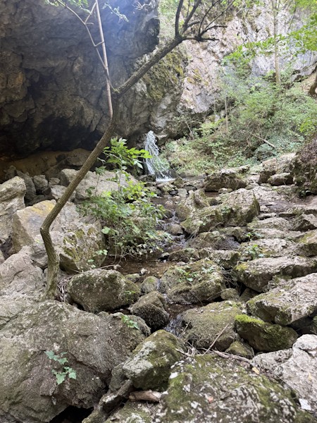 Jungle, Nature, Outdoors, Rainforest, Rock, Rubble, Slate, Tree, Vegetation, Wilderness