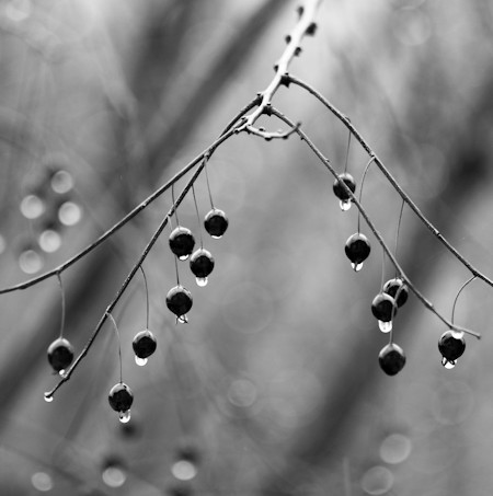 Cherry, Food, Fruit, Nature, Outdoors, Plant, Produce, Weather