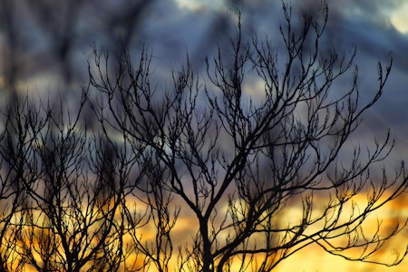 Nature, Outdoors, Plant, Scenery, Silhouette, Sky, Sunlight, Sunset, Tree, Weather