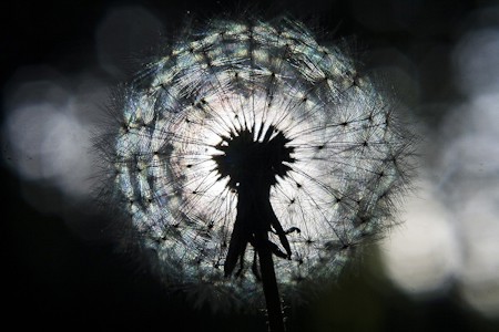 shine