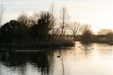 Animal, Bird, Lake, Land, Nature, Outdoors, Pond, Water