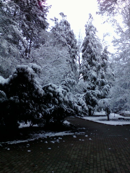 Fir, Frost, Ice, Nature, Outdoors, Park, Path, Plant, Seasons: Winter, Snow, Tree, Weather